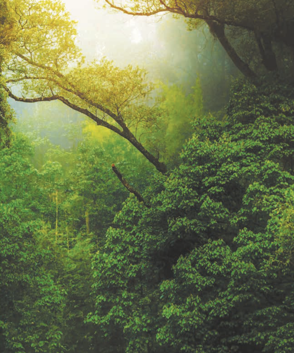 carbon footprint – Polyart Group